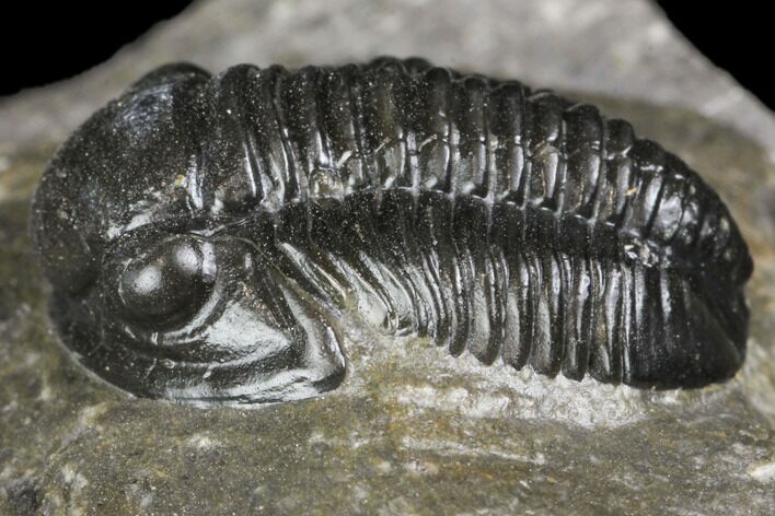 Detailed Gerastos Trilobite Fossil - Morocco #141676